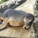 lion_sea_galapagos_spz_h_0030_ecu1726.jpg